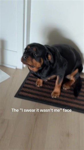 She has mastered the puppy dog eyes 🥺