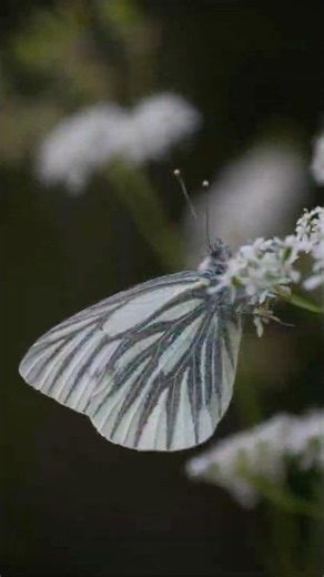 Photographing the Green-veined White Butterfly #wildlife