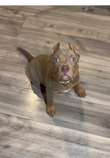 Built for power 🐾 Bred for performance 🐾 #pocketbully #athleticbully #americanbullypocket #athleticbullykennel #americanbully