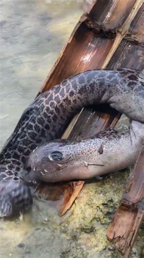 Giant Leopard Moray Eel Caught Eating Another Eel