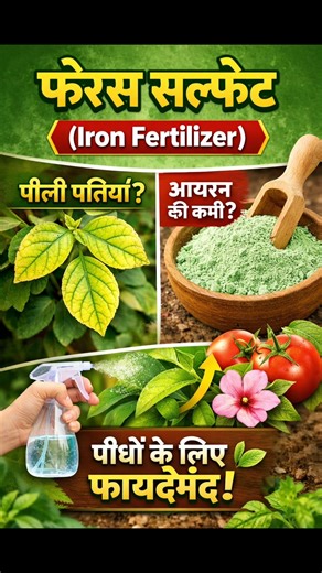 Ferrous Sulphate | Iron Fertilizer का सही उपयोग 🌱 | पत्तियाँ पीली? आयरन की कमी कैसे दूर करें