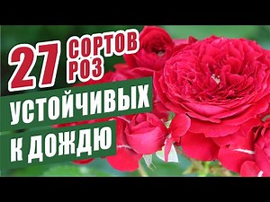 Дожди, дожди, а розы только краше! #розы #розывсаду #сортароз #цветениероз #cчастливыйсадовод
