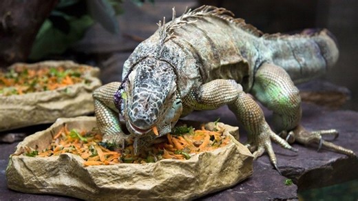 Repticon returning to the Denver metro, tickets available