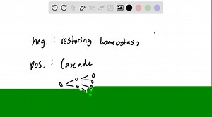 Why might negative feedback mechanisms be more common than positive feedback mechanisms in living cells? | Numerade