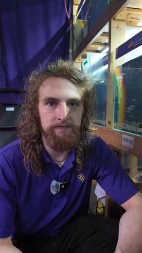 Check out the Flagtail Porthole Catfish (Dianema urostriatum) from Aquarium Glaser here: https://yourlocalfishstore.com/products/flagtail-porthole-catfish-dianema-urostriatum-7-10cm-aquarium-glaser?_pos=1&_psq=flagtail&_ss=e&_v=1.0 | April's Aquarium