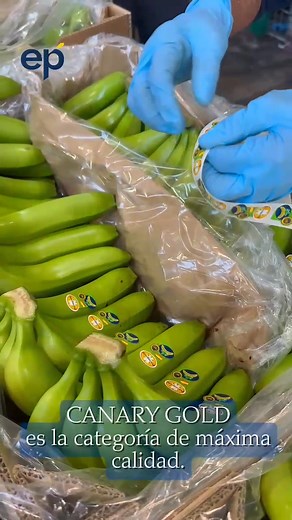 Esta es la #fruta que exportamos a #Suiza: ¡Canary Gold es la categoría de máxima calidad! 🍌🍌 #Europlátano. Lo nuestro, bien hecho. Infórmate en: https://www.europlatano.es/ #ParaCuidarteMejor #agricultores #agricultura #plátanoGabaceras #Gabaceras #elsabordecanarias | Grupo Europlátano