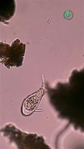Testate amoeba, flagellate 40x obj