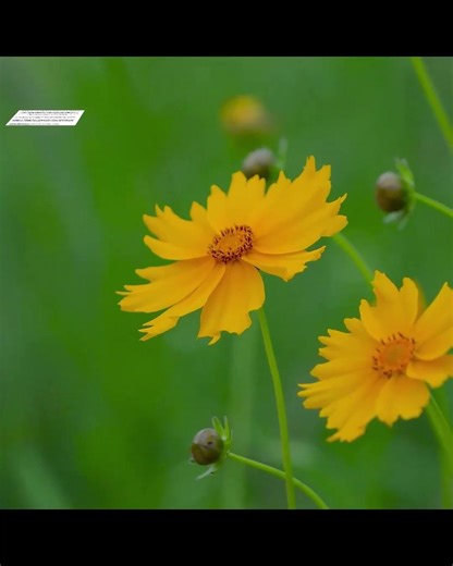 Topical Arnica reduces Pain and Inflammation (Clinical studies)