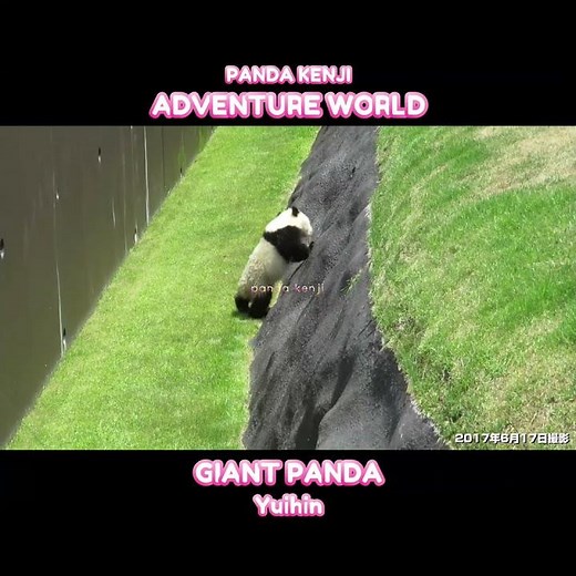 Fun!? Baby panda falls down ♥ #Yuihama #AdventureWorld #shorts