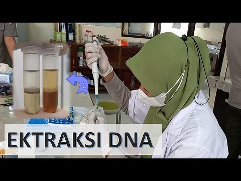 Ektraksi DNA Tumbuhan, Buffer CTAB/ Ektraksi DNA Tanaman / Isolasi DNA / DNA extraction /
