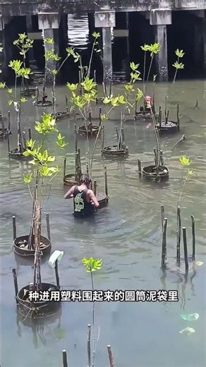 Mangrove cultivation requires planting in cylindrical mud bags! #Mangrove Planting #Scienc#28402