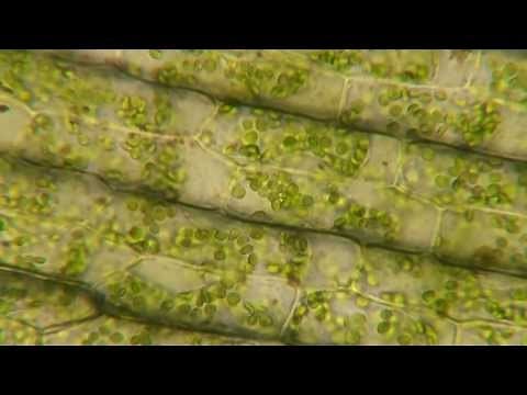 Plasmolysis in Elodea
