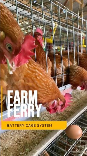 POULTRY BATTERY CAGE SYSTEM