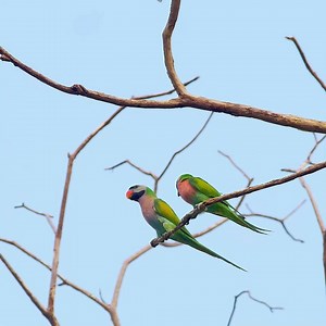 Quels sont les plus beaux oiseaux du monde ? 🐦 | GEO France