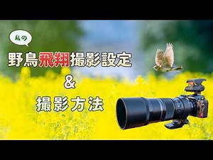 My bird flight photography settings & techniques / OM SYSTEM