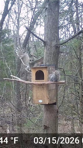 Squirrel Picks the WRONG Barred Owl Nest Box! 😳🦉