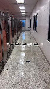 We have a dog for everyone. Meet these sweet pups at the KC Pet Project - Main Campus. 💙 #shelterdog #animalshelter #dogs #adopt #kansascity #shelterdogsofinstagram | KC Pet Project