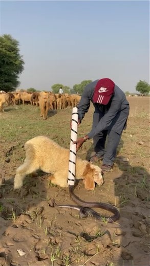 mame par samp agaya 🐑🪱 #music #anime #song #animals