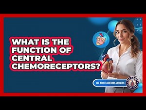 What Is The Function Of Central Chemoreceptors?
