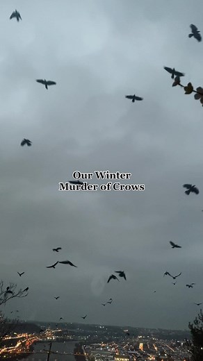 Mesmerizing Crow Migration Over Our House