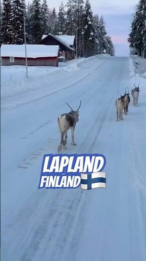 Reindeers in Lapland Finland | Arctic Winter Magic