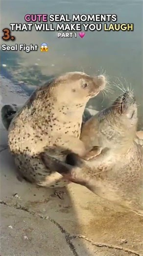 Cute Seal Moments That Will Make You Laugh 😭