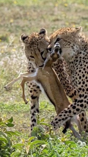 82K views · 370 reactions | FollowIG @bigcatsnamibia Now ! Females...