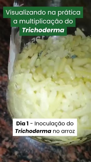 Profa. Dra. Ligiane Florentino - Bioinsumos On-Farm on Instagram: "O Trichoderma é um fungo benéfico mais utilizado na agricultura. Entender as principais etapas envolvidas na multiplicação é importante para garantir a produção de bioinsumos com eficiência e baixo custo. #bioinsumos #produtosbiologicos #producaoonfarm #trichoderma"