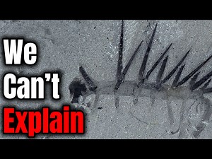 [中配]出土的奇异灭绝生物！ - Spinosnack