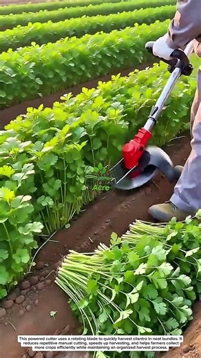 Fast Cilantro Harvesting Machine | Amazing Modern Farming Technology