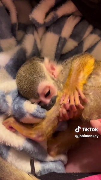 Fun Family Playtime with Baby