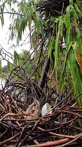 Bird take care of her new born babies #nature #birds #birdslover #natureandwildlife #wildlifeanimals | Border Birds