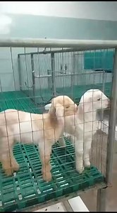 3.6K views · 70 reactions | ✨ Hybrid Vigor at its Finest! ✨ Meet...