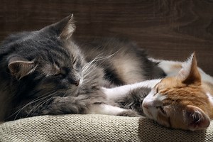 FIV-positive and negative cats living together: What you need to know »  Shelter Medicine Program » College of Veterinary Medicine » University of Florida