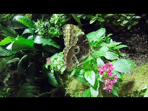 The Butterfly Conservatory in 360