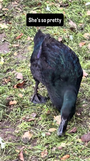 Lucy the pretty duck