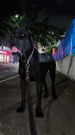 Cene Corso Full Black #cane