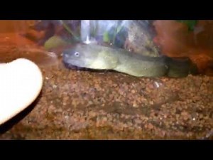 Nueva morena de agua dulce