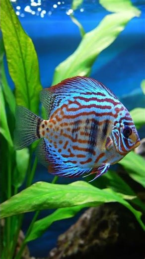 Discus fish floats through the plants like a living coin 🐠💎