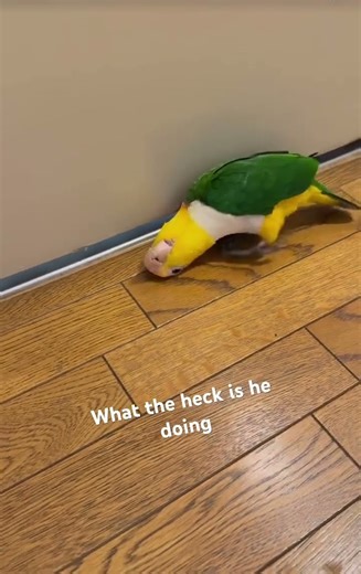 What is this strange behavior of caique #birds #caique #adorablechicks #cutebirds #funnyanimals