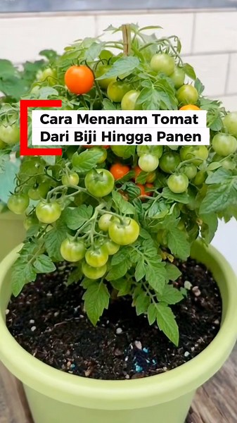 How to grow tomatoes from seeds to harvest #gardening #tomatoes #minigarden #gardeningtips