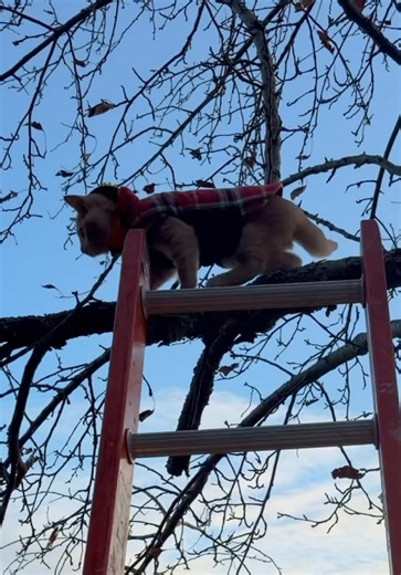 Monty the Cat's Tree Adventure: A Funny Rescue Tale