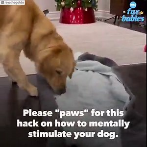 Finding ways to mentally stimulate your dog can be "ruff." Luckily all you need is a few snacks and towels for this brain game. https://gma.abc/2FRo8TQ | Good Morning America