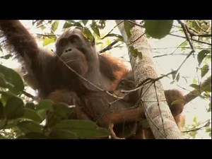 GREEN (Palm Oil Deforestation) - Documentary by Patrick Rouxel