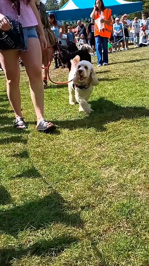 ASHFIELD SHOW 2025! ✨🎉🎢🎸 What a weekend! Ashfield you sang, danced and rocked Sutton Lawn! 🤘🎪 It's been an incredible weekend of live music, entertainment and partying and we hope you had as much fun as we did! 🤩 Thank you to everyone who made this weekend possible, we couldn't have done it without you! That's it for now, see you again next year! ✨🎤🥳 #ashfieldshow2025 #ADC #ashfieldshow | Ashfield District Council