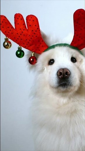Cute Christmas Dogs bark Jingle Bells song