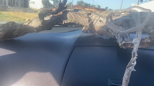 Kuhlupheka othandayo esikhathini sanamuhla