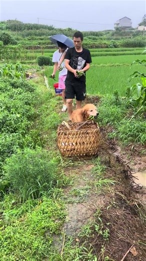 77掉水里差点飘走，我们给它打伞它却难过，7爸让它干活马上生龙活虎还带头干，哎，跟我一样操心