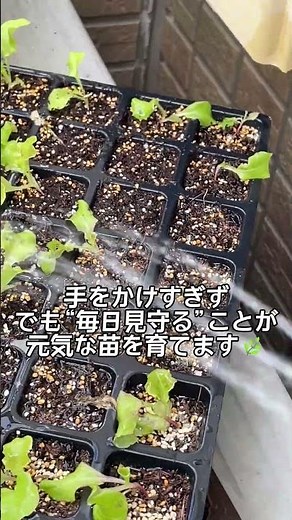 🥬４週間でここまで！レタス72穴セルトレイ育苗記録🌱 #レタス育苗 #72セルトレイ #家庭菜園初心者 #育苗４週間 #野菜栽培