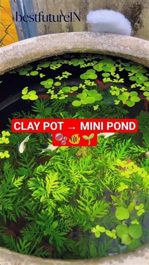 Building A Natural Clay Pot Pond Ecosystem 🔴 #lifehacks #aquascape #usashorts #aquarium #fishtank